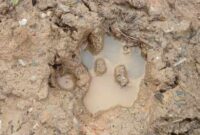 Foto: Tapak harimau Sumatera di di Taman Nasional (TN) Zamrud, Kabupaten Siak, Riau.