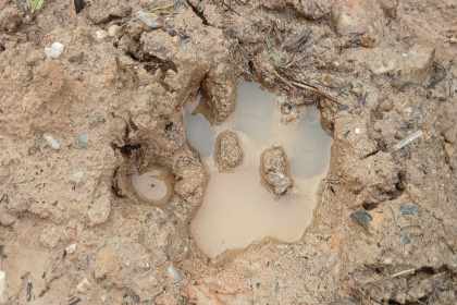 Foto: Tapak harimau Sumatera di di Taman Nasional (TN) Zamrud, Kabupaten Siak, Riau.