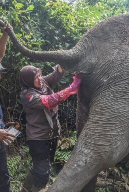 BBKSDA Riau dan RAPP Pantau Kesehatan Gajah Berusia 60 Tahun di Estate Ukui