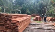 Kemenhut mengungkap dugaan pembalakan liar di Suaka Margasatwa Kerumutan, Riau. Enam orang ditetapkan sebagai tersangka dan sekitar 60 meter kubik kayu olahan diamankan.