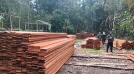 Kemenhut mengungkap dugaan pembalakan liar di Suaka Margasatwa Kerumutan, Riau. Enam orang ditetapkan sebagai tersangka dan sekitar 60 meter kubik kayu olahan diamankan.